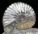 Large Deschaesites Ammonite Cluster - Russia #30268-2